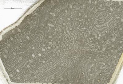 https://files.geocollections.info/large/49/c9/49c94f1a-1f58-4e09-adaa-05d6feb382bd.jpg
