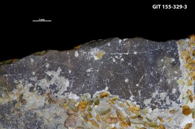 <i>Pinaceocladichnus isp.</i><br />,  m, Kunda Stage