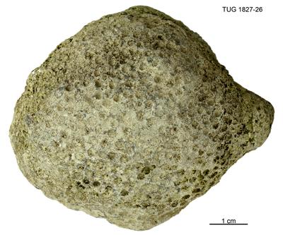 https://files.geocollections.info/large/49/f3/49f33332-f4c0-43b6-8186-d2c68aee880a.jpg