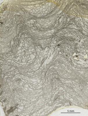 https://files.geocollections.info/large/49/f3/49f343bd-3abe-427f-85de-02a94813f2bb.jpg