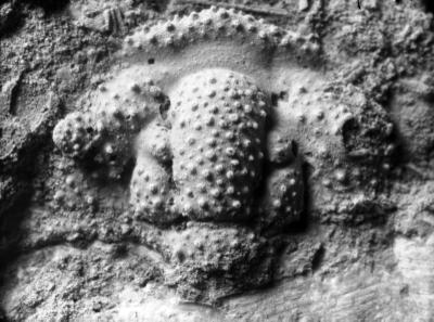 https://files.geocollections.info/large/4a/25/4a25b5a6-4e32-43bb-a50e-0dfc7eeeeb19.jpg
