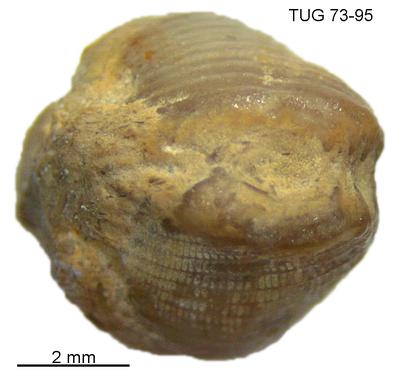 https://files.geocollections.info/large/4a/52/4a52a1ea-6dc3-4c38-b90f-5c083c7510bc.jpg