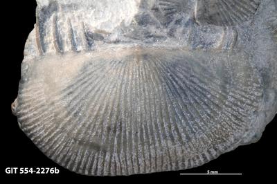 https://files.geocollections.info/large/4a/63/4a63862e-443e-4f39-b483-92495613d172.jpg