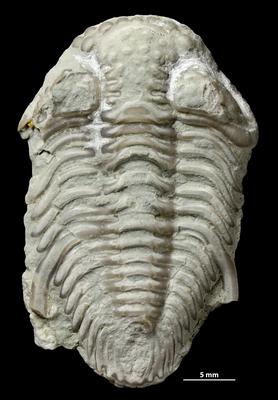 https://files.geocollections.info/large/4a/64/4a6452dc-fc1f-4269-803d-9f7bbb8dbde6.jpg