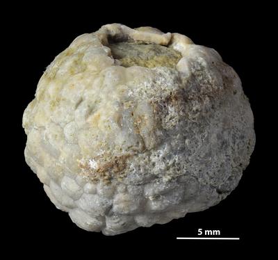https://files.geocollections.info/large/4a/70/4a704601-0e3f-4c93-8199-fe6738de9586.jpg