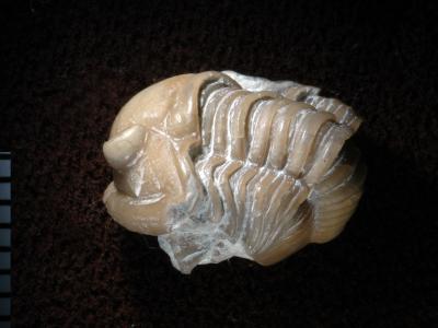 https://files.geocollections.info/large/4a/84/4a849f3c-e249-4858-85f1-dee29149297c.jpg