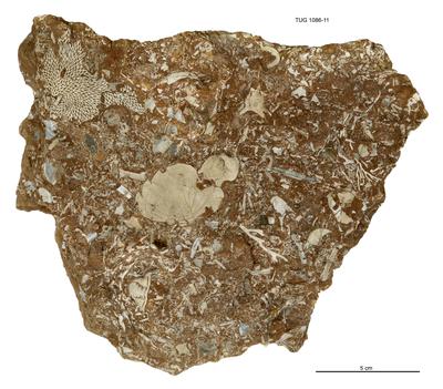 https://files.geocollections.info/large/4a/a9/4aa962b7-7625-463d-b5a7-1ccd647ba770.jpg