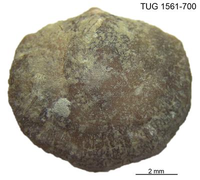https://files.geocollections.info/large/4a/bd/4abd9dc7-6217-46d5-be2e-43e6f2b060dd.jpg