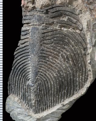 https://files.geocollections.info/large/4a/f7/4af79f98-8891-4d95-8f88-501de52068f1.jpg