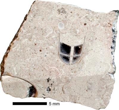 https://files.geocollections.info/large/4b/1e/4b1e2e20-f4c8-42b8-9e95-1c24eebba3a9.jpg