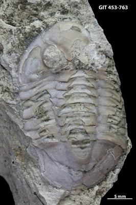 https://files.geocollections.info/large/4b/21/4b21855c-4588-492c-be10-76a90fe01e43.jpg