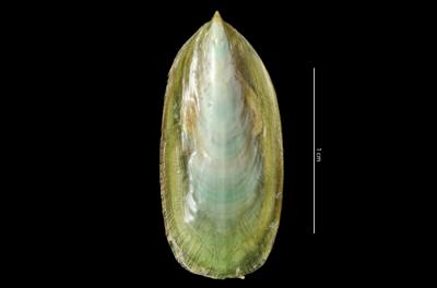 https://files.geocollections.info/large/4b/46/4b46b1c3-db90-4ced-b773-538ff26a0e45.jpg