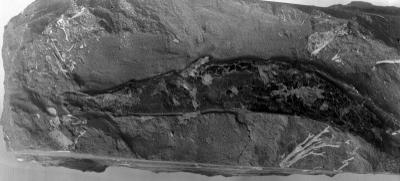 https://files.geocollections.info/large/4b/47/4b474aa4-0d1a-4984-82ac-4303a88a94a5.jpg