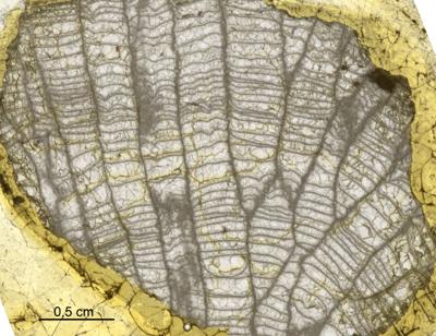 https://files.geocollections.info/large/4b/62/4b629e54-b0cb-467d-add4-39b20cb84019.jpg