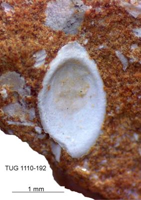 https://files.geocollections.info/large/4b/76/4b76f497-65d7-4409-b682-351c57d0a347.jpg