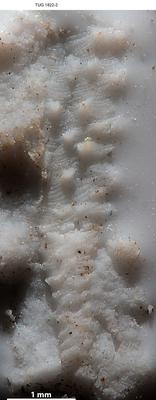 https://files.geocollections.info/large/4b/8d/4b8d769d-894a-4385-a943-30adb3b8112d.jpg