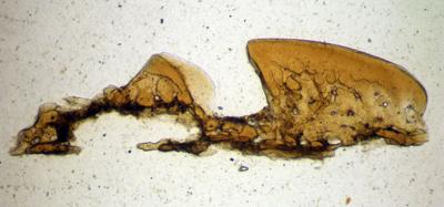 https://files.geocollections.info/large/4b/90/4b90dd11-3433-4312-bd02-8ce11e5951e2.jpg