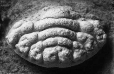 https://files.geocollections.info/large/4b/a3/4ba3d4a6-0673-4431-8502-9a17d5ec965e.jpg