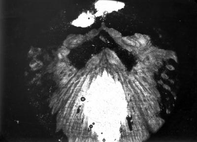 https://files.geocollections.info/large/4b/c0/4bc0d9cd-9692-426b-ab46-8cd321a7b93c.jpg