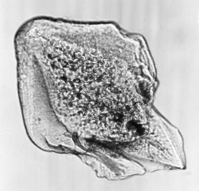 https://files.geocollections.info/large/4b/d8/4bd8f26b-a743-4cf4-a31c-8df6a0c8fb1d.jpg