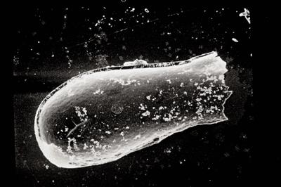 <i><i>Conochitina</i> | Conochitina sp.</i><br />Laeva 10 borehole, 90.40 m, Juuru Stage (754-482)