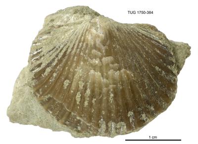 https://files.geocollections.info/large/4c/5f/4c5feb2f-4ca9-4b39-8b48-691de360e2ae.jpg
