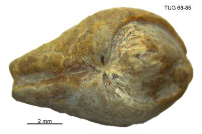 https://files.geocollections.info/large/4c/6f/4c6fa3d5-9a88-4da9-9bd6-b8b32401b48c.jpg