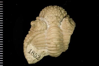 https://files.geocollections.info/large/4c/71/4c716d92-8c08-433e-ab92-0f15f6de021f.jpg