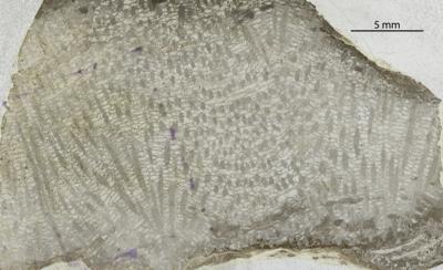 https://files.geocollections.info/large/4c/78/4c7843e8-cd4d-45e9-be38-e6fd76fa5099.jpg