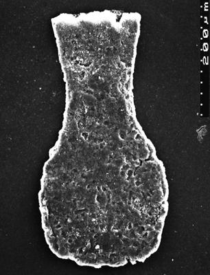 <i><i>Chitinozoa</i></i><br />Akmene 71 borehole,  m,  (1526-43)