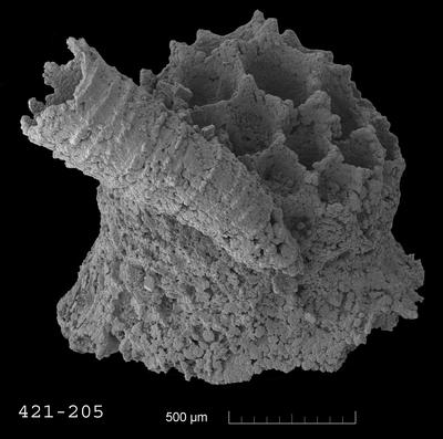 https://files.geocollections.info/large/4c/90/4c90efdc-1a8b-4208-8528-2518733fdc2f.jpg