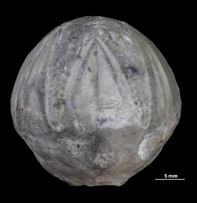https://files.geocollections.info/large/4c/d1/4cd1cfd1-ae63-4d1e-9e87-ccbedeaeb116.jpg