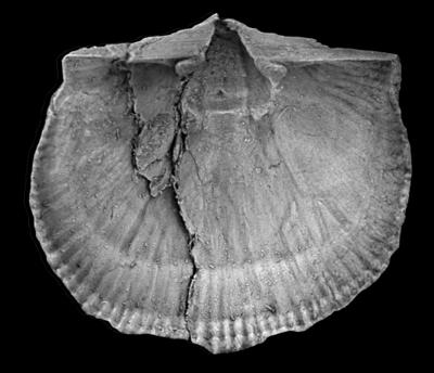 https://files.geocollections.info/large/4c/fc/4cfcd88e-e18c-4626-9ed4-3062a9457f79.jpg