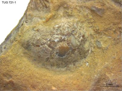 https://files.geocollections.info/large/4d/06/4d06436b-3318-4696-84e3-24ab855bd82a.jpg
