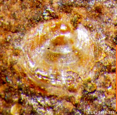 https://files.geocollections.info/large/4d/32/4d3224c6-67a9-4bd7-8a39-e71a04fbc09c.jpg