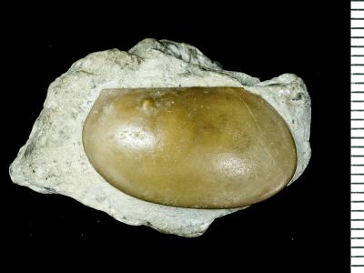 https://files.geocollections.info/large/4d/54/4d541958-bf04-4253-8f1b-689b3e1a8d88.jpg