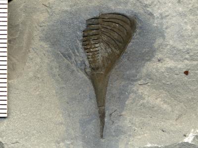 https://files.geocollections.info/large/4d/85/4d856e3b-b32a-477e-bc63-15633f7dd9cf.jpg
