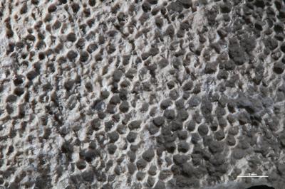 https://files.geocollections.info/large/4d/ae/4daef0d1-832a-4ddc-bfaf-585ecf97f7e7.jpg