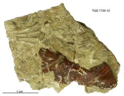 https://files.geocollections.info/large/4d/ca/4dcad69a-0ff4-453d-abf8-156980dd8e0f.jpg