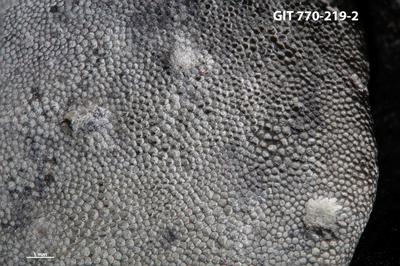 <i>Trypanites isp.</i><br />Tõrremäe,  m, Oandu Stage