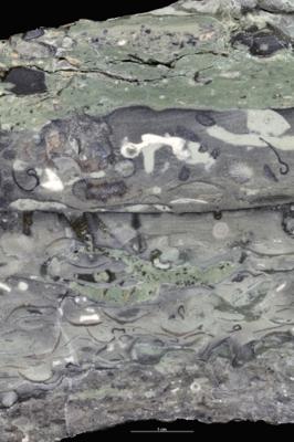 <i></i><br />Saku trench,  m, 