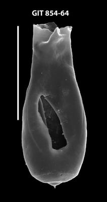<i><i>Lagenochitina</i> | Lagenochitina sp. 3</i><br />Baldone 80 borehole,  m, Kunda Stage (854-64)
