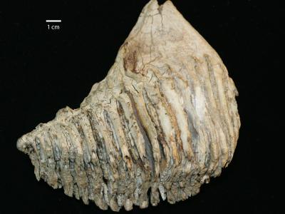 https://files.geocollections.info/large/4e/0a/4e0a0616-113f-472d-8a6e-829f39f50aeb.jpg