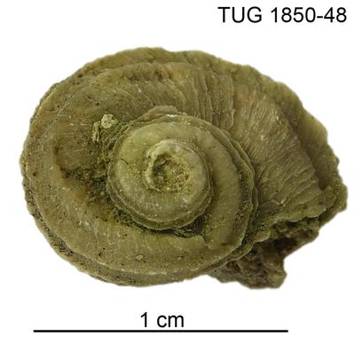https://files.geocollections.info/large/4e/32/4e32d31b-bccb-4030-b193-e0b47bb4377b.jpg
