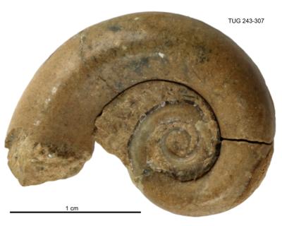 https://files.geocollections.info/large/4e/33/4e338db0-d591-4f38-bd93-f6acb5065144.jpg