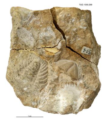 https://files.geocollections.info/large/4e/3a/4e3ae502-6962-4398-a5a2-1d1ec50655b4.jpg