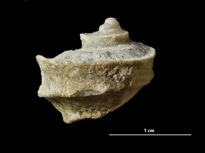 https://files.geocollections.info/large/4e/67/4e67d3ba-40b3-4291-8f20-2acdebf22639.jpg