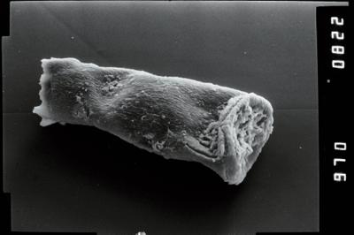 <i><i>Conochitina</i> | Conochitina sp. 3</i><br />Kirikuküla borehole, 25.60 m, Adavere Stage (754-1904)