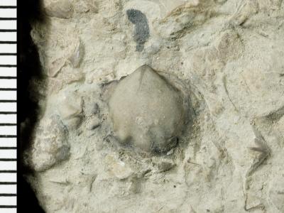 https://files.geocollections.info/large/4e/86/4e86abda-81b1-4365-bd02-692d90b7dfa6.jpg