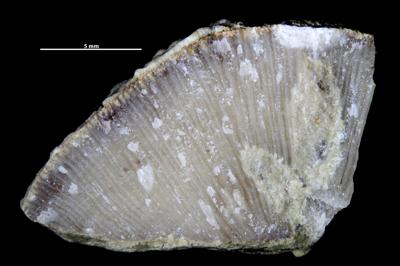 <i>Sanctum isp.</i><br />Pääsküla,  m, Jõhvi Substage